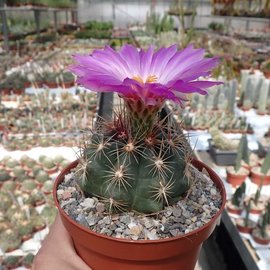 Thelocactus bicolor