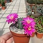 Echinocereus pulchellus v. venustus