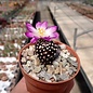 Mammillaria luethyi