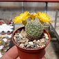 Sulcorebutia elizabethae WK 956