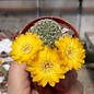 Sulcorebutia elizabethae WK 956