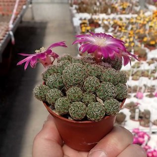 Sulcorebutia mizquensis  WR 194 Mizque, Cochabamba, 2600 m