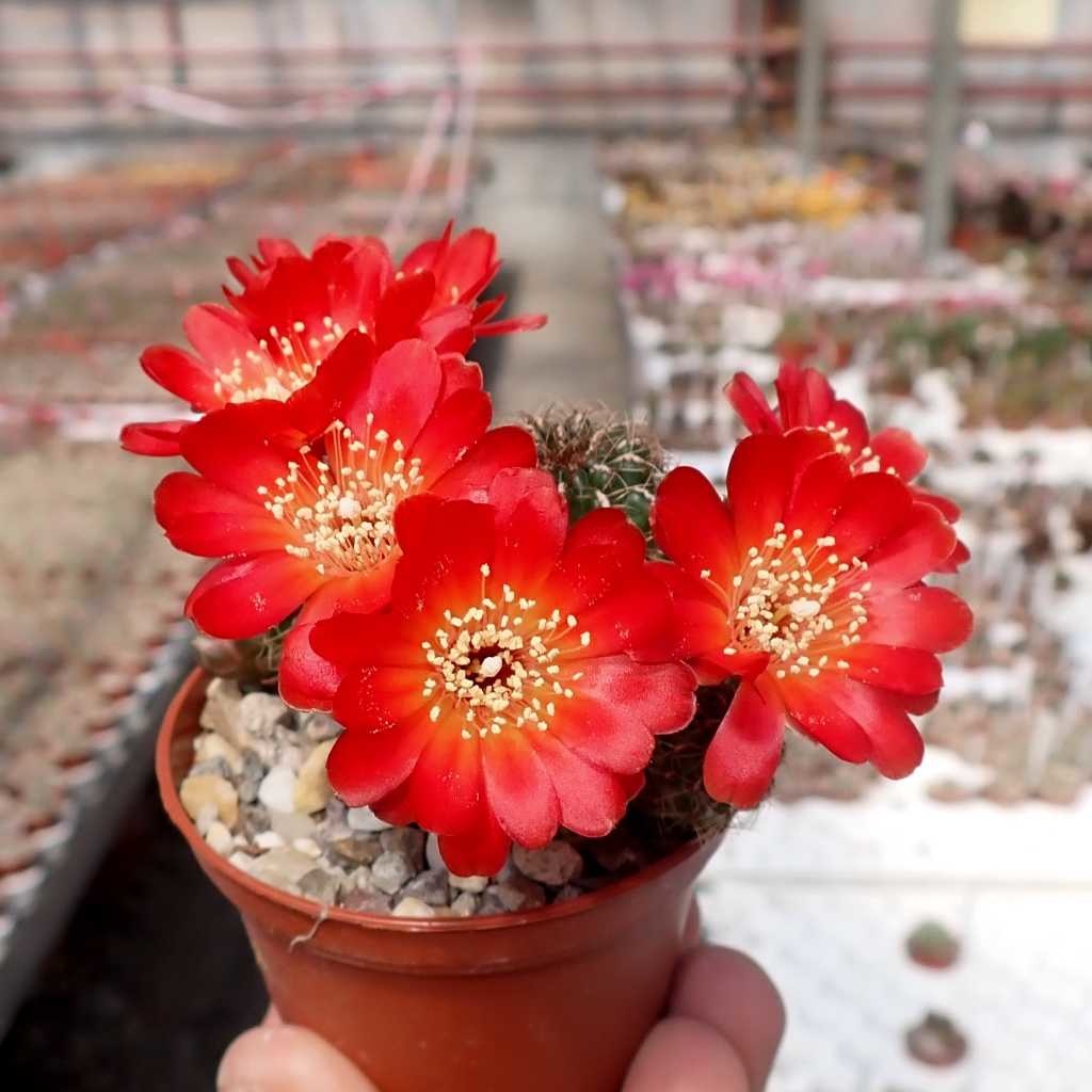 Dachada porno tomosha qiling