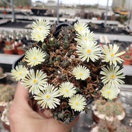 Delosperma cv. Amelie       (dw)