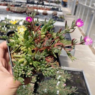 Delosperma cv. Parvus Mix       (dw)