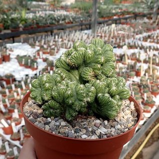 Cereus peruvianus monstruosus    cristata