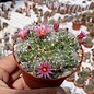 Mammillaria kraehenbuehlii