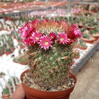 Mammillaria pullihamata  WK 448