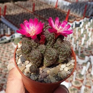 Sulcorebutia taratensis