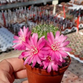 Sulcorebutia tiraquensis v. longiseta HS 171/X Lopez Mendoza, 3250 m