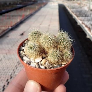 Sulcorebutia vasqueziana