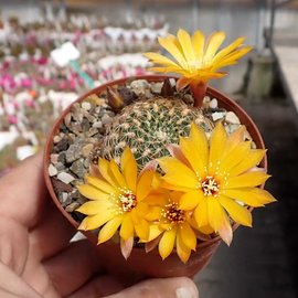 Sulcorebutia breviflora v. Blüte gelb L 314 Rio Caine, Bolivien