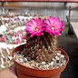 Sulcorebutia cylindrica v. magenta WK 671 Chaguarani, 2450 m