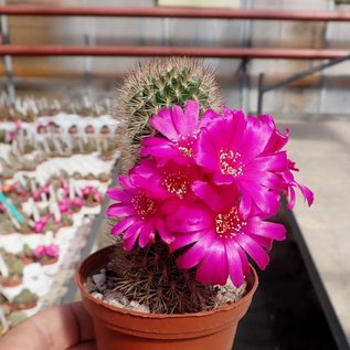 Sulcorebutia cylindrica v. magenta WK 671 Chaguarani, 2450 m