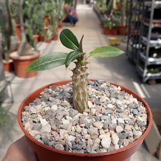 Pachypodium baronii       CITES, not outside EU