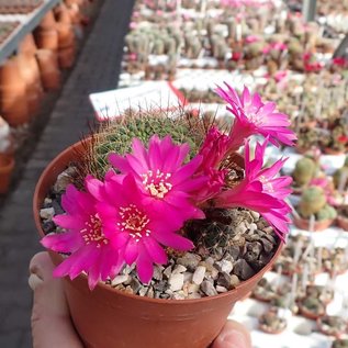 Sulcorebutia tiraquensis v. longiseta HS 171/X Lopez Mendoza, 3250 m