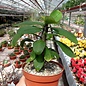 Euphorbia milii cv. Super Amarillo