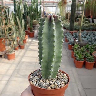 Lophocereus schottii