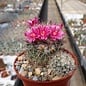 Mammillaria evermanniana