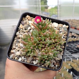 Delosperma cv. Parva rubrum       (dw)