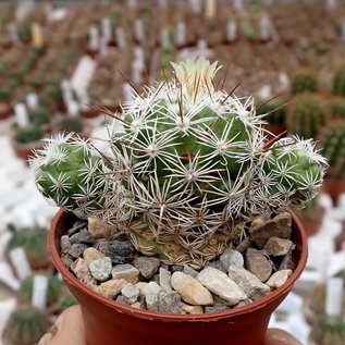 Mammillaria gracilis