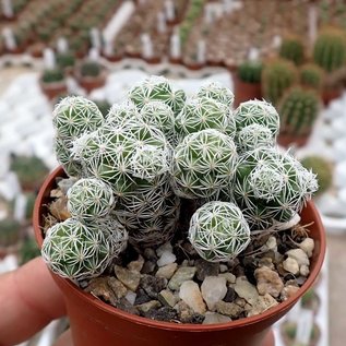 Mammillaria gracilis