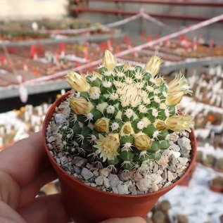 Mammillaria voburnensis v. eichlamii