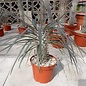 Pachypodium geayi