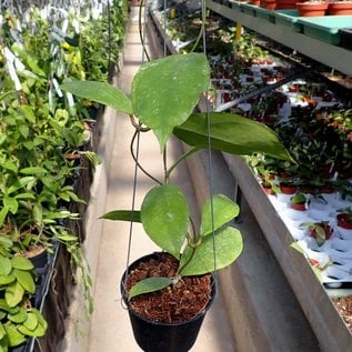 Hoya finlaysonii  cv. Chicken farm