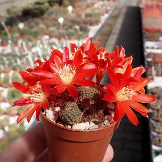 Rebutia heliosa v. condorensis RH 289 Tarija OConnor, Abra Condor, Bolivien, 2800 m