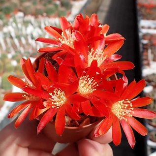 Rebutia heliosa v. condorensis RH 289 Tarija OConnor, Abra Condor, Bolivien, 2800 m