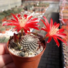 Rebutia heliosa v. KK