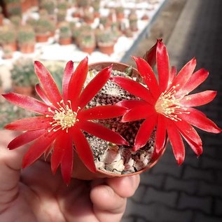 Rebutia heliosa v. KK