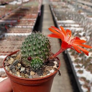 Rebutia vulpina  FR 939 westl. Tarija, (syn. Aylostera)