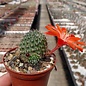 Rebutia vulpina  FR 939 westl. Tarija, (syn. Aylostera)