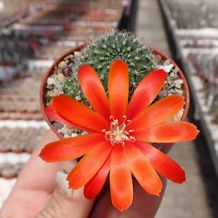 Rebutia vulpina  FR 939 westl. Tarija, (syn. Aylostera)