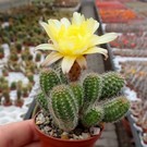 Chamaecereus silvestrii-Hybr.  `gelbe Blüte`