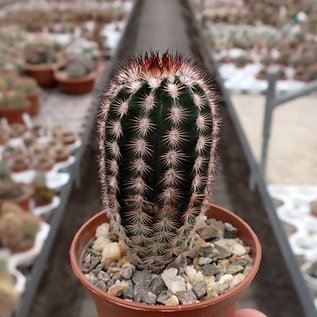 Echinocereus fitchii v. armatus MAO 037 Huasteca Canyon, Nuevo Leon, Mx