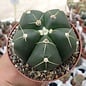 Gymnocalycium horstii v. buenekeri