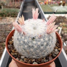 Mammillaria candida