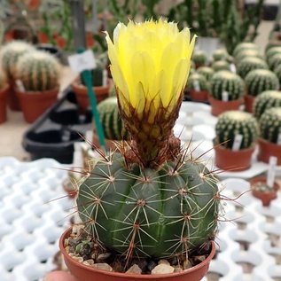 Notocactus ottonis v. acutangularis FR 1266c Sanga de Arreia, Rio Grande do Sul, Brazil