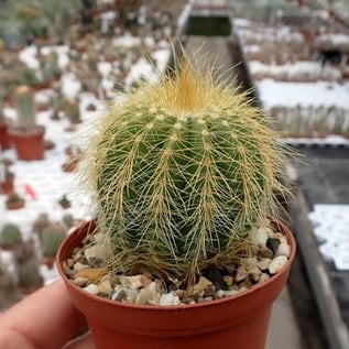 Notocactus warasii