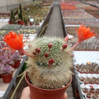 Rebutia albipilosa