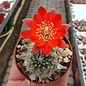 Rebutia camargoensis  WR 311 Culpina, Camargo, Chuquisaca, (syn. Aylostera)