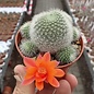 Rebutia senilis