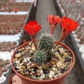 Rebutia steinmannii v. cincinnata WK 1253 34 km nördl. Camargo, 3500 m