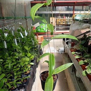 Hoya blashernaezii ssp. valmayoriana