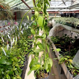 Hoya coronaria cv. White Flower