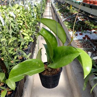 Hoya surigaioensis