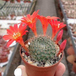 Rebutia chrysacantha  WR 706b Santa Barbara, Salta nach Cafajate, Argentinien